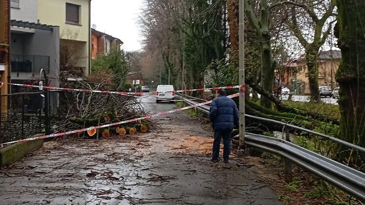 Albero caduto in via Solferino, intervento dei vigili del fuoco 