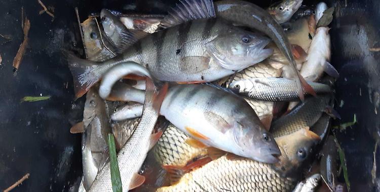 Fipsas, salvati 4 quintali di pesci dall'asfissia nella roggia Acquarossa