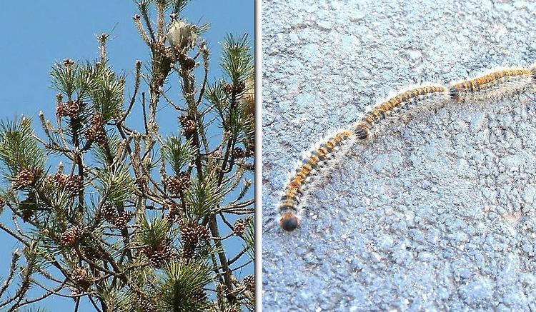 Allerta per l’insetto: uccide il pino