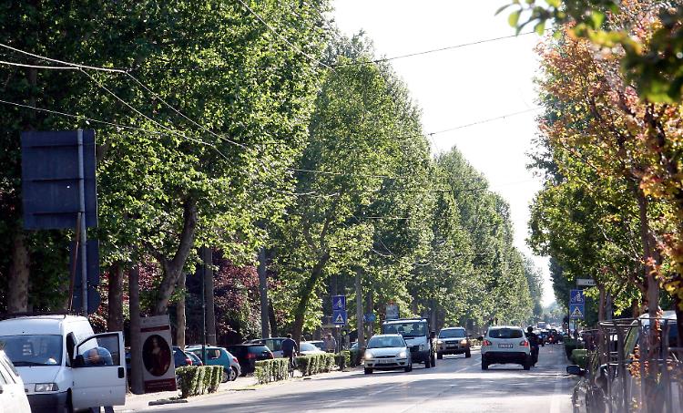 Alberi e città: ‘prima linea di difesa’ dal cambiamento climatico