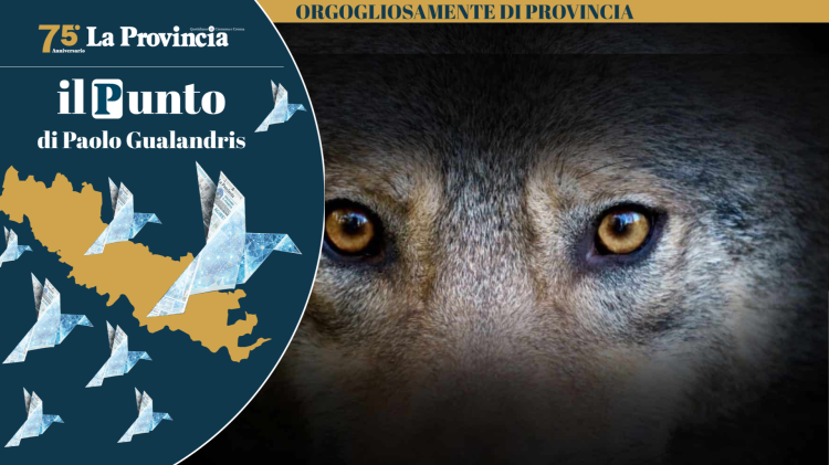Le stalle sono diventate supermarket per i lupi