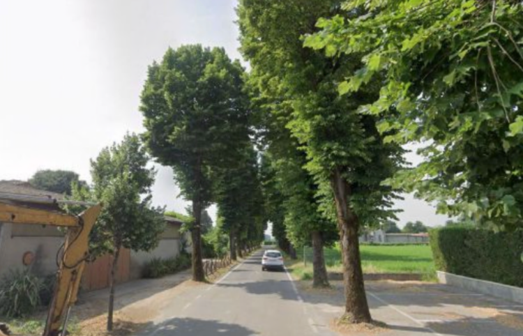 Alberi sicuri, via sette tigli malati