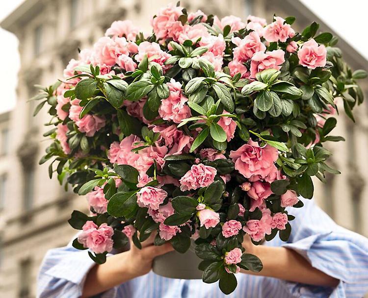 Per la Festa della mamma l'Azalea di Airc 