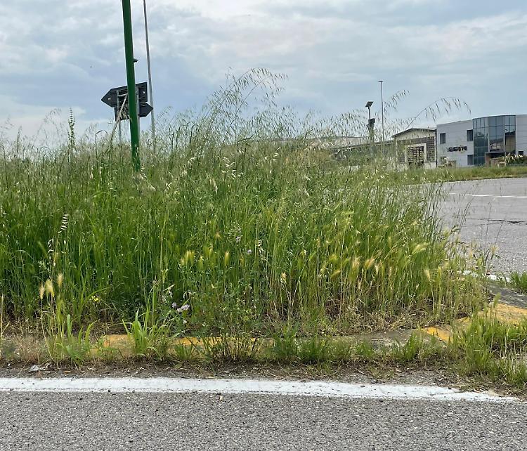 Erba alta, visibilità ridotta: «La provinciale è a rischio»
