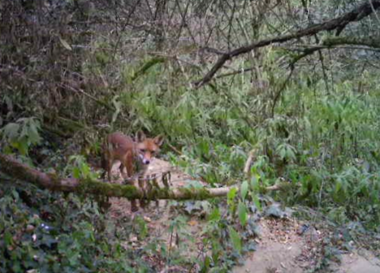 Conferenza: Natura e conservazione a Cremona