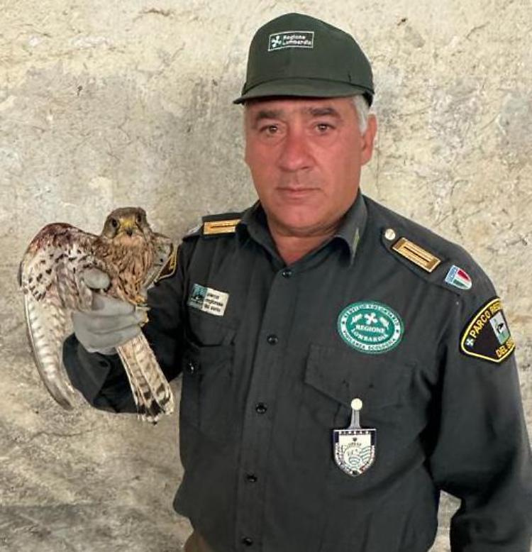 Gheppio ferito portato all’Oasi del Wwf