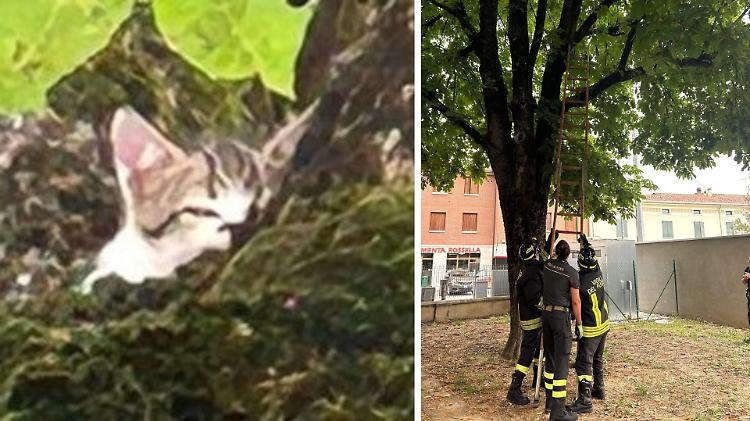 Gattino sale sull'albero, salvato dai vigili del fuoco