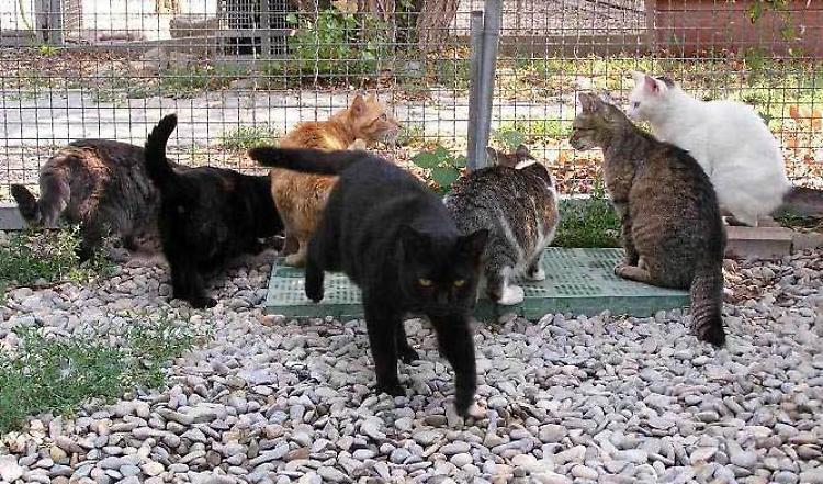 Gattile saturo, l'appello delle gattare: «Adottate un trovatello»