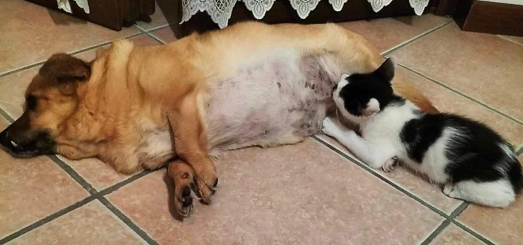 La cagnolina Sally allatta il suo amico gatto: l'amore che va oltre ogni razza