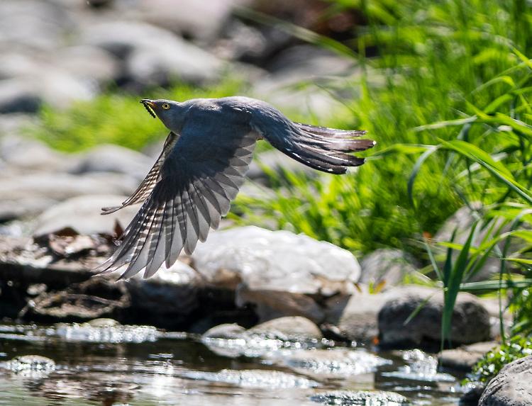 La voce degli uccelli racconta come si modifica il Cremasco