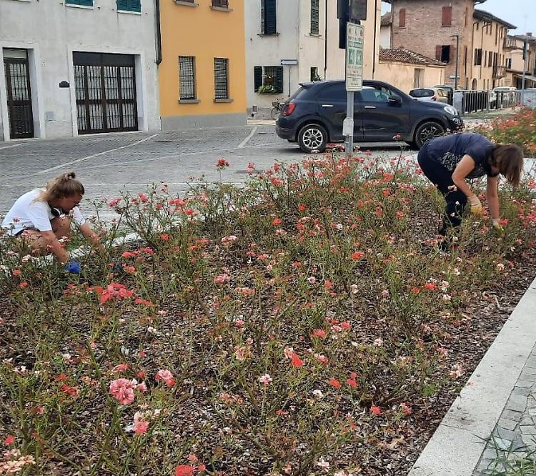 Rose devastate da grandine e infestanti