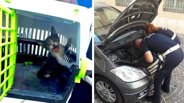 Gattino neonato nel motore di un'auto, salvato dalla polizia locale