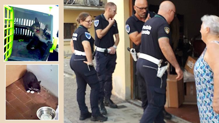 Chiusi in garage, la beffa dei gatti