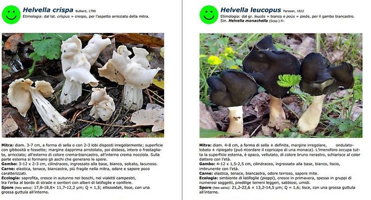 Funghi, i 412 del Cremasco ‘svelati’ in una maxi ricerca