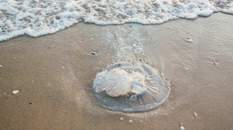Medusometro, per rilevare e monitorare la presenza di meduse