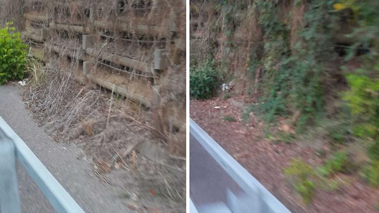 Pista ciclabile come una giungla sul ponte dell'Adda