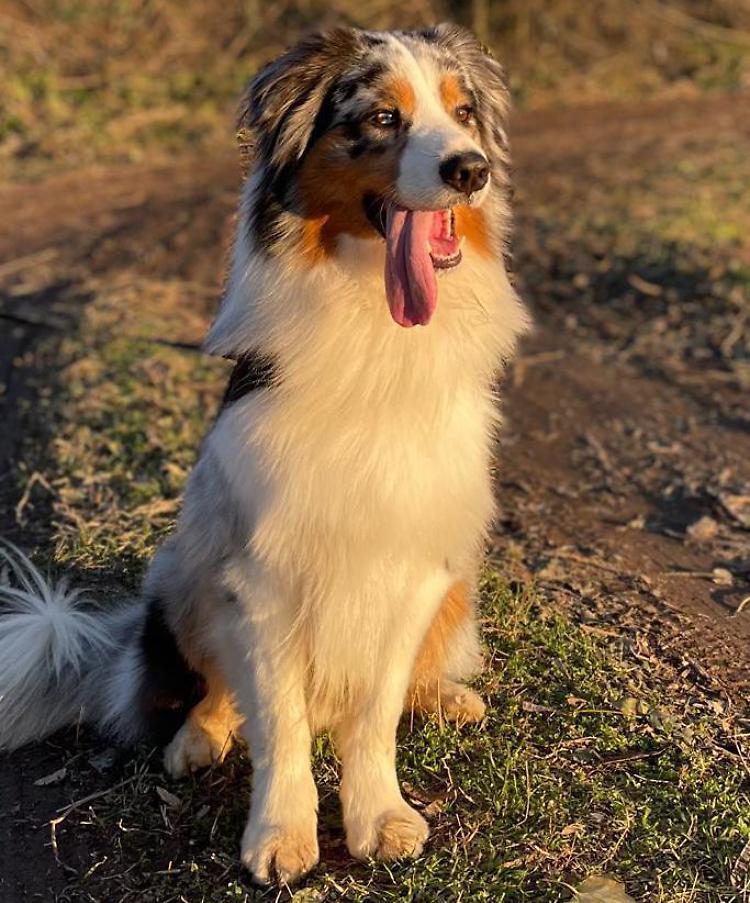 «Il mio cane lasciato morire di sete»