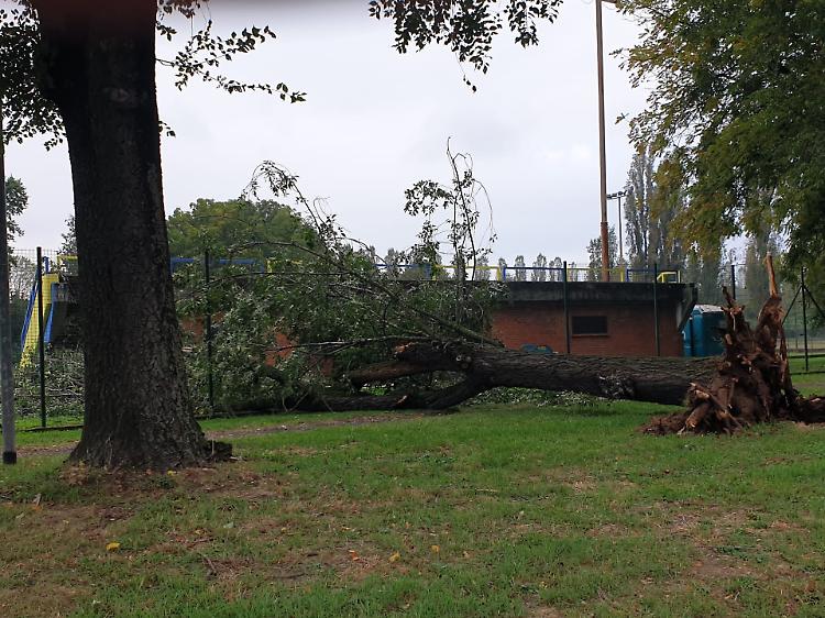 Cade un albero: danneggiato il campo dell'Esperia