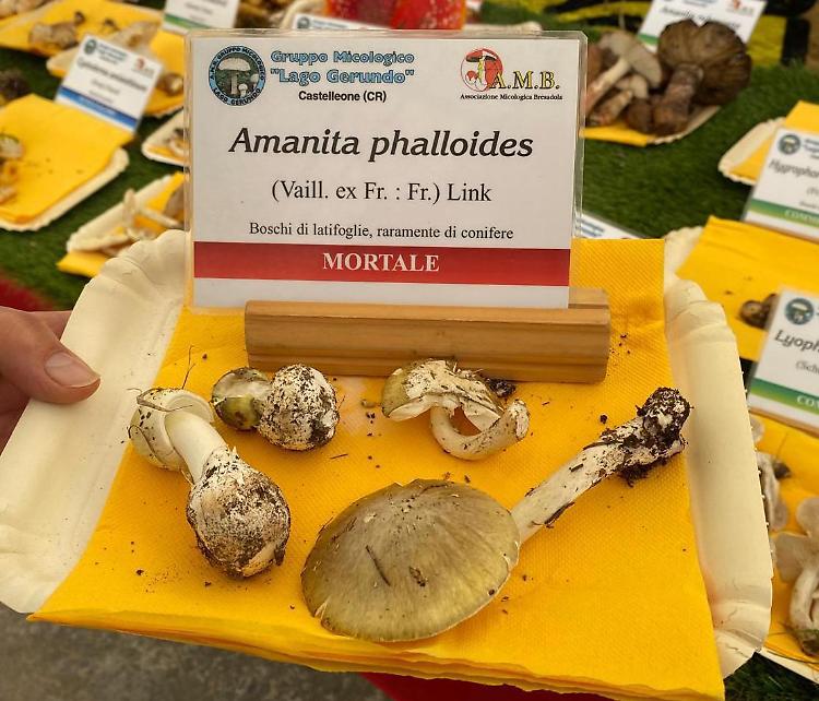 Allarme Amanita, il fungo killer prolifera