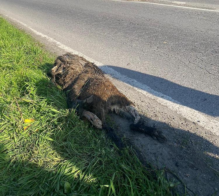 Investe un cinghiale, auto distrutta ma nessun trauma