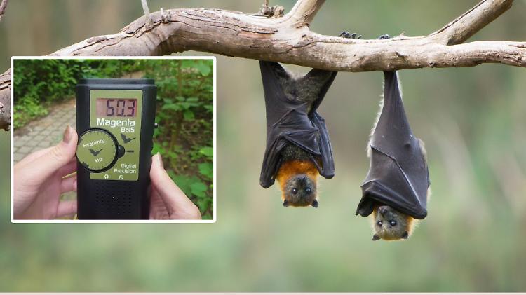 Bat-detector per censire i pipistrelli