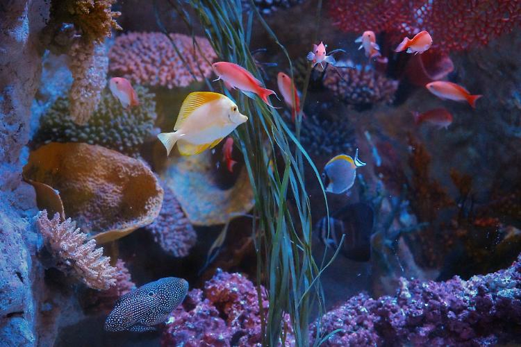 Gli illusionisti del mare: laboratori a Gardaland Sea Life Aquarium