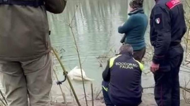 Cigno selvatico impallinato da ignoti, ma si salva