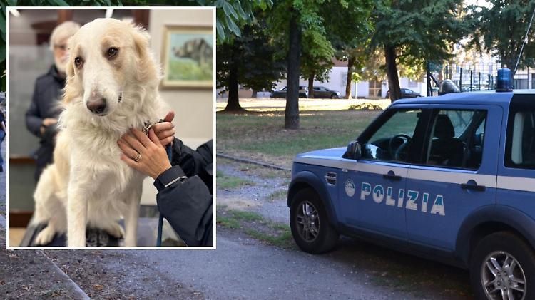 Cane ingerisce stupefacente e rischia la vita, la meticcia Aidi salvata per un soffio
