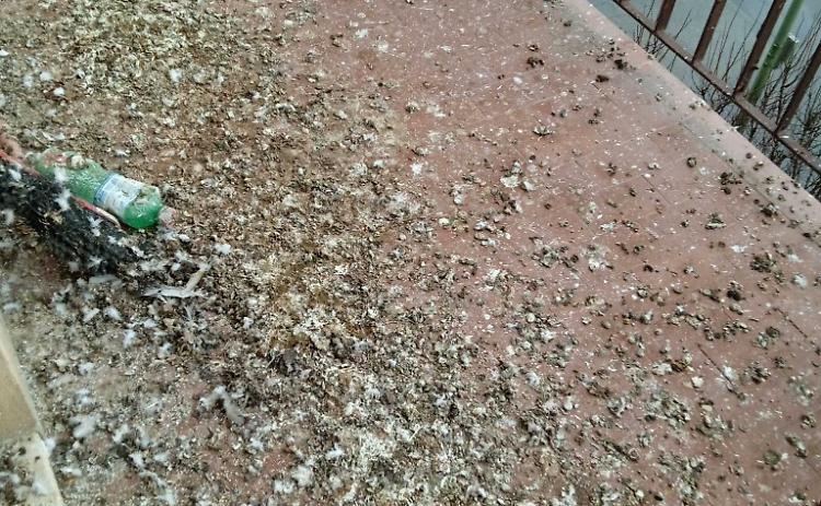 «La casa assediata dal guano e dai piccioni»