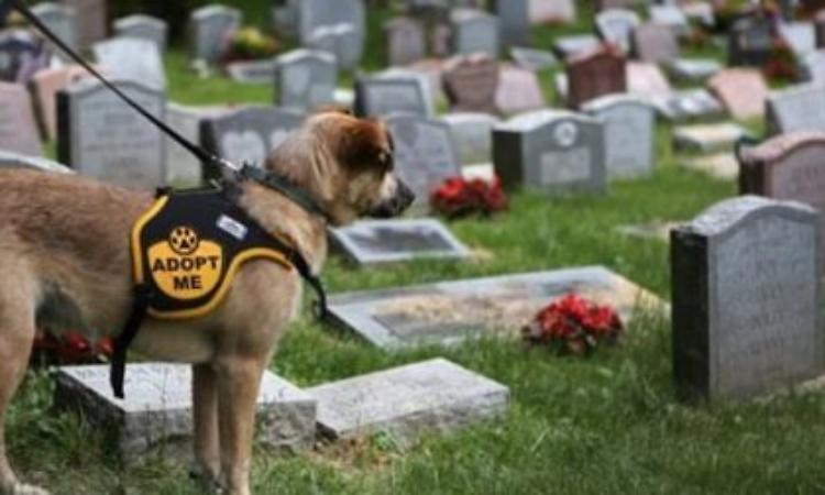 «Fido sepolto con il suo padrone»