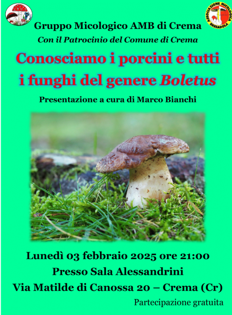 Conosciamo i porcini e tutti i funghi del genere Boletus