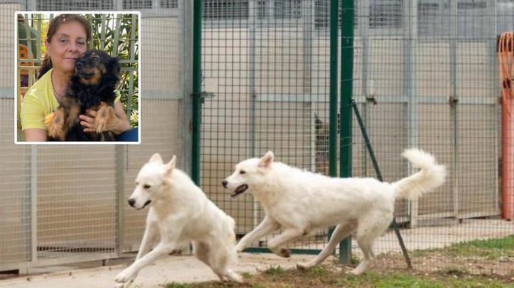 Cani: allarme illegalità e ‘abbandoni’ volontari