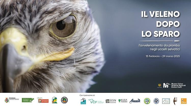 Il piombo nelle munizioni da caccia: Workshop tecnico scientifico