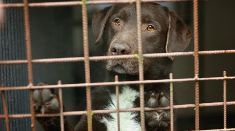 Chi rinuncia al cane adesso paga fino a 650 euro