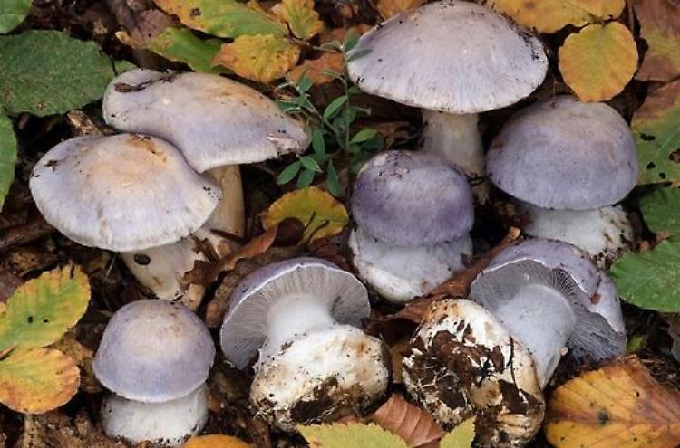 Introduzione alla conoscenza del Cortinarius