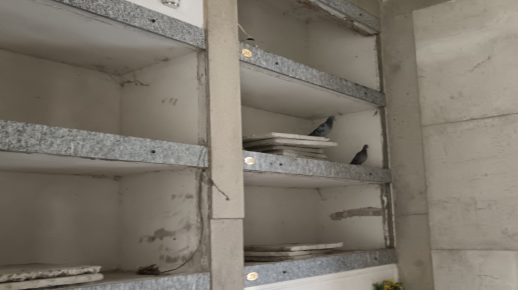 Al cimitero i piccioni anche nei loculi vuoti