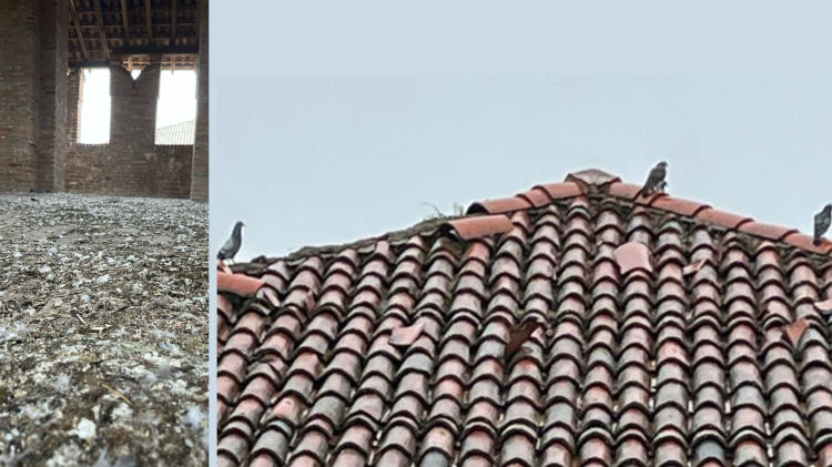 La torre invasa dai piccioni