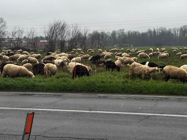 Un gregge al Maristella: automobilisti rallentano per ammirarlo