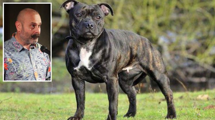 Cani nel rustico: allevamento «abusivo»