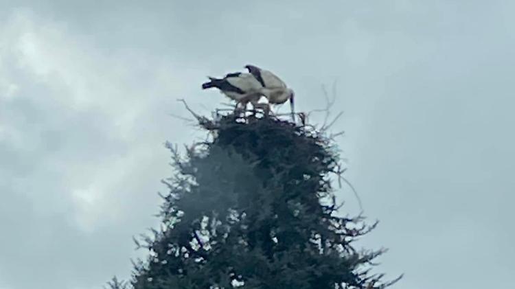 La coppia di cicogne fa il nido sul pino di una villa