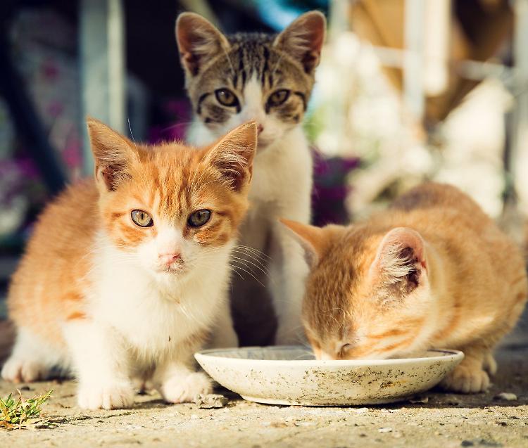 Nuova oasi felina: nessuno vuole gestirla
