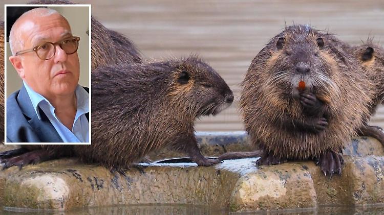 Nutrie, cacciatori avanti: «Già abbattute 13.500»