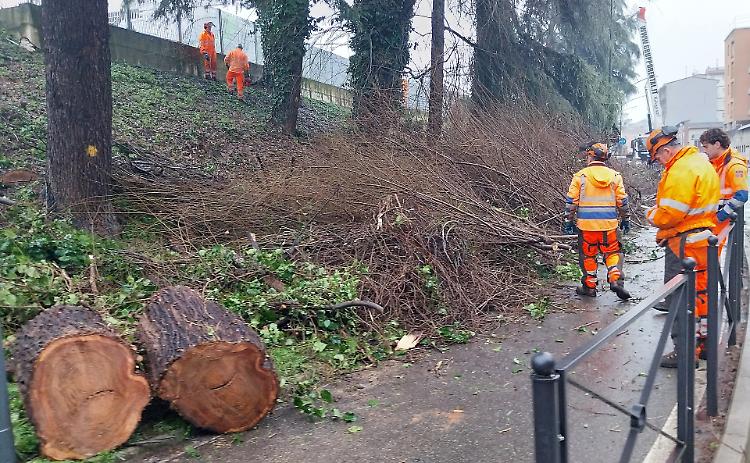 Verde, abbattuti 282 alberi «secchi e pericolosi»
