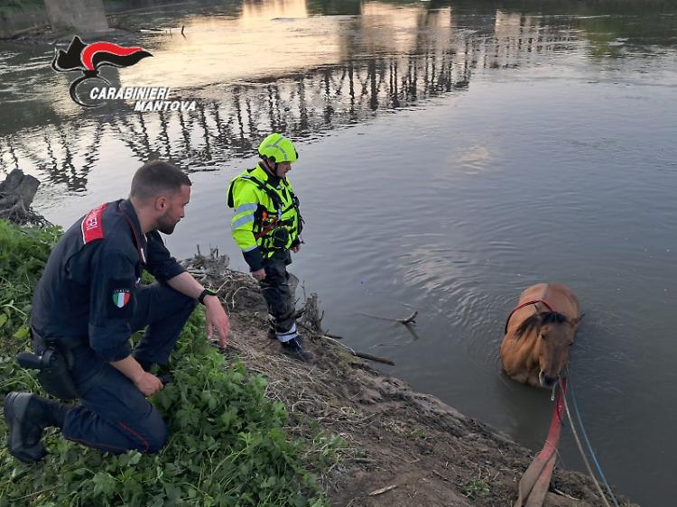 Il cavallo imbizzarrito cade nel fiume: salvato dai pompieri
