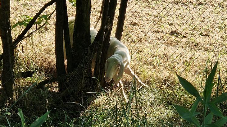 Pecora incastrata fra due alberi, intervengono i vigili del fuoco