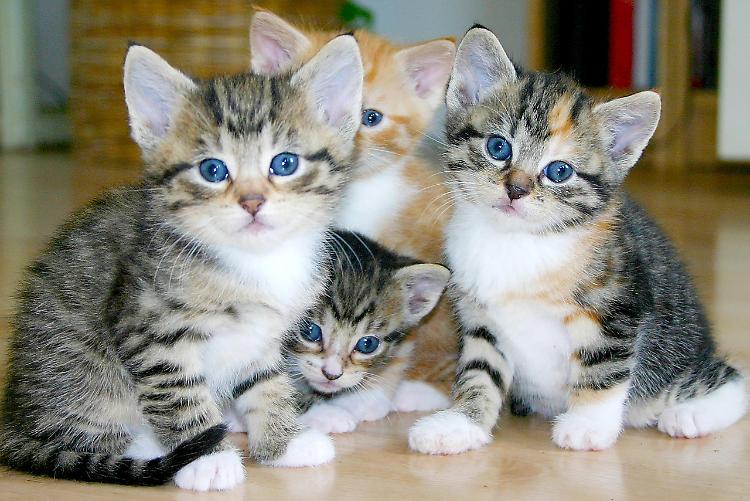 Sei gattini abbandonati nei campi salvati dai volontari