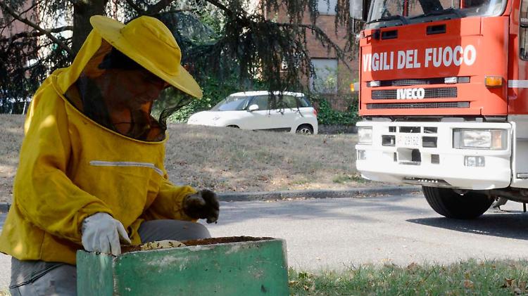 Nidi di vespe nei parchi: due interventi dei VdF
