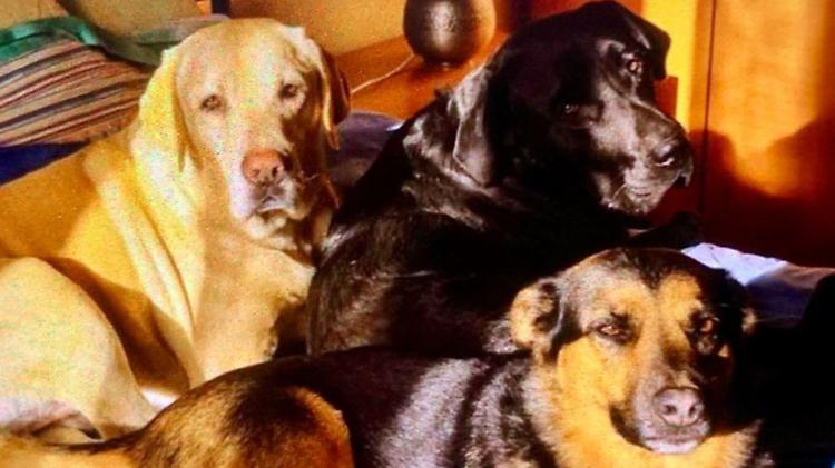 «Erano la mia famiglia»: parla la padrona dei tre cani avvelenati