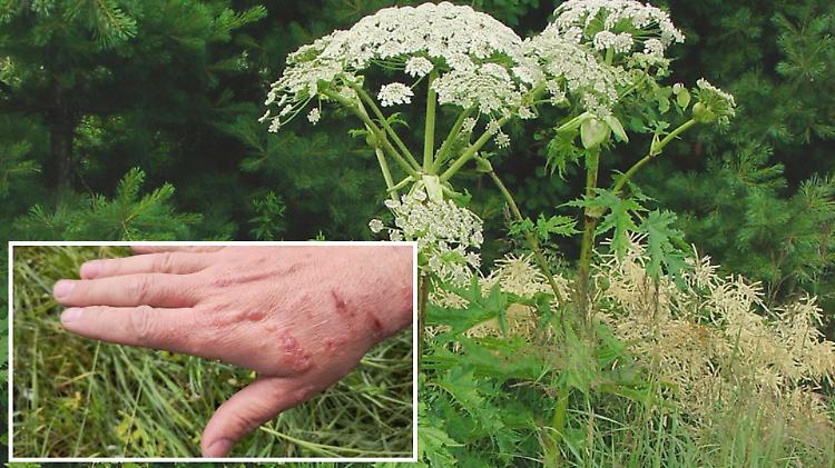 La pianta che ustiona scende a valle: è allerta