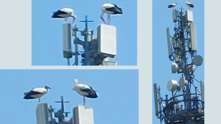 L’antenna  ‘casa’ delle cicogne